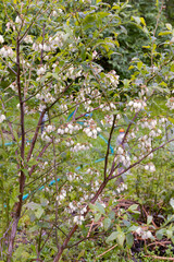 Flowering of a cultivated species of marsh blueberry, Vaccinium uliginosum. close up