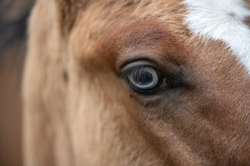 Beautiful thoroughbred horses on a summer pasture.