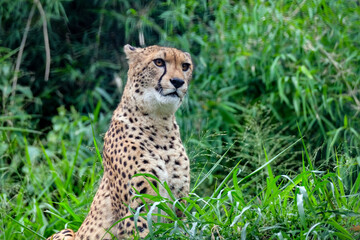 A male cheetah ( Acinonyx Jubatus) looking for prey