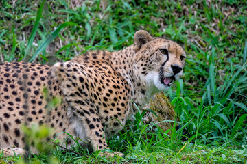 A male cheetah ( Acinonyx Jubatus) looking for prey