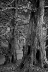 hollow, knotty trees in a park in Oregon