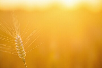 Obraz premium Blurred Sunlight and Wheat Crop Elegance