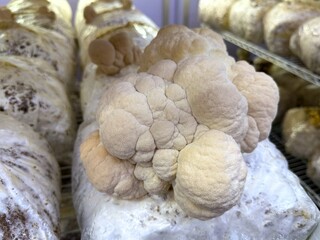 Fresh Lion's Mane mushrooms (Hericium erinaceus)