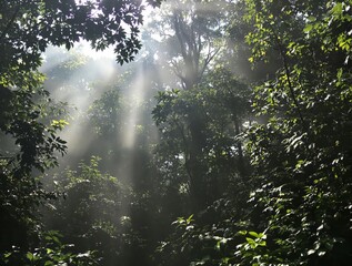 Sunbeams Illuminate Lush Green Forest, Mystical Morning Sunlight Filtering Through Canopy, Dreamlike Nature Scene