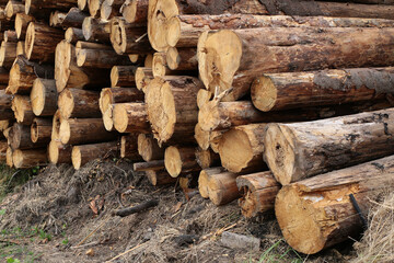 many tree trunks prepared for further processing lie on the ground