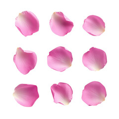 set of pink rose petals on transparent background