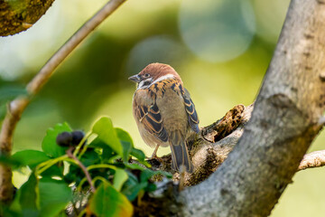 枝にとまるスズメ
