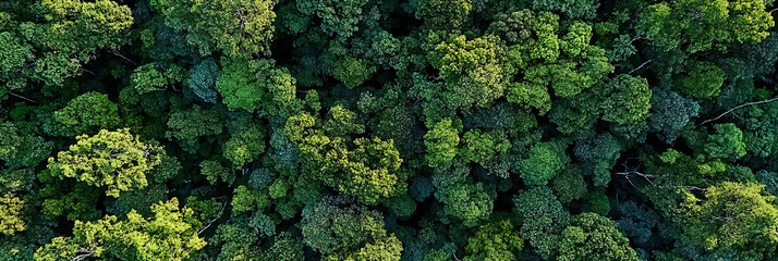 Naklejka premium Breathtaking view of a lush forest tree canopy during sunrise, high-definition quality, showcasing nature's beauty with perfect composition and vibrant lighting, outdoor adventure and tranquility.