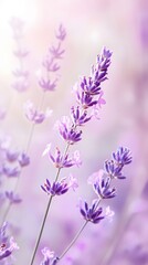 Obraz premium Light lavender background with gentle gradient transition