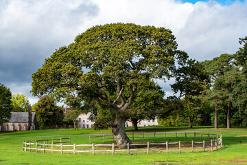 Fototapeta premium Torre abbey meadow in Torquay, Devon with a large tree in the centre of the meadow. English riviera image from Torbay.