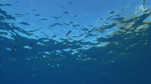 squid school underwater close up cuttlefish big eye cephalopod sepioteuthis lessonia