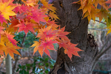 赤く染まる高岡古城公園のモミジ