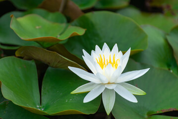 見頃を迎えた睡蓮