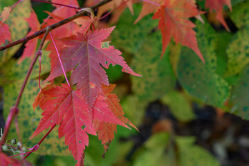 赤く染まる有峰のカエデ