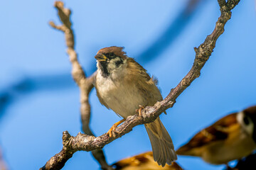 枝にとまるスズメ