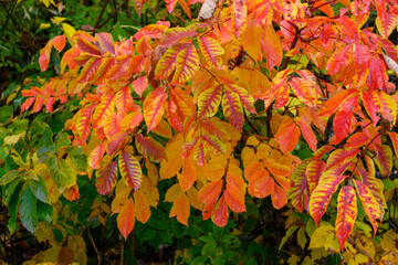 赤く染まる有峰の森