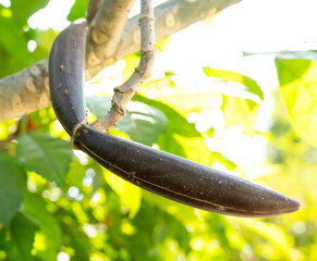 Plumeria pods, long black pods arranged in a row with hard shells, two plumeria pods on a frangipani branch.