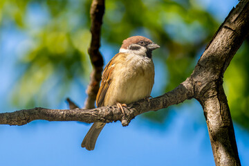 枝にとまるスズメ