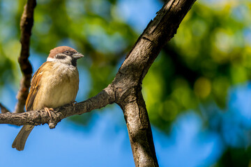 枝にとまるスズメ