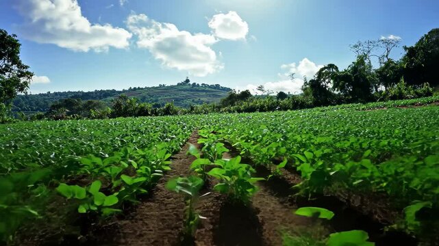 Organic sweet potato plantation thrives under bright sunshine in lush landscape, Abundant organic sweet potato plantation with sunshine and clear sky