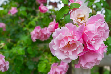 綺麗に咲いたピンクの薔薇