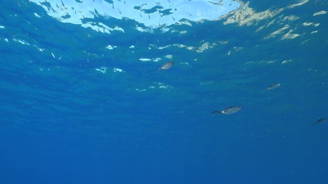 squid school underwater close up cuttlefish big eye cephalopod sepioteuthis lessonia