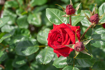 陽を浴びて咲く赤い薔薇
