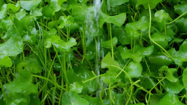 Centella asiatica fresh background, farmer watering herb organic plant natural green leaf garden, herbal aromatic gotu kola medical for good health.