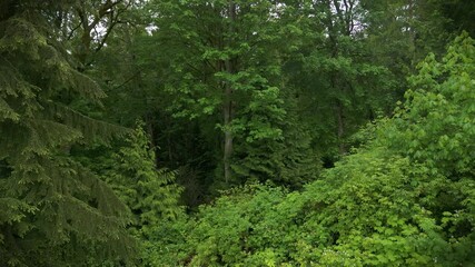 Drone footage of the evergreen woods near the Puget Sound on a cloudy day in Washington State, USA