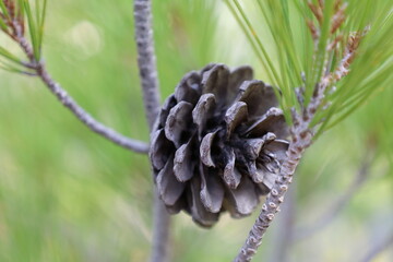 Pine cone branch. High quality photo