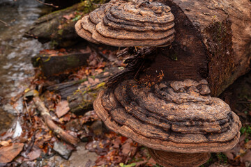 倒木に生えた大きなキノコ　サルノコシカケ