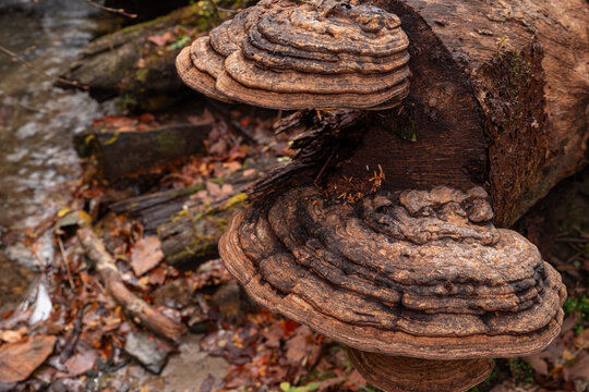 骨董品 霊芝 固定台座付き 巨大 サルノコシカケ 巨大)霊芝 灵芝