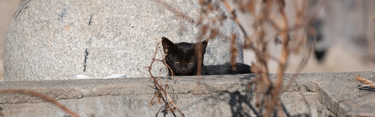路地で暮らす黒猫の子猫