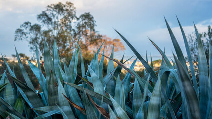 Gros plan sur des agaves