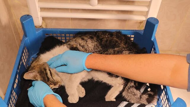 I found a weak cat outside in -15&deg;C freezing weather. As a veterinarian, I brought it inside my house, placed it by the heater, and gave dextrose serum as first aid, but it sadly died the same day.