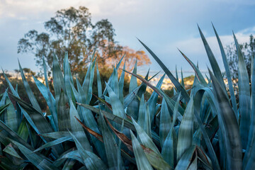 Agaves un soir d'orage