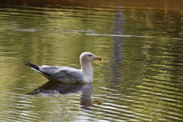 A photo of one European herring gull, Larus argentatus, floating on top of a rippled water surface of a canal on a sunny day. Taken in South Holland, Netherlands.