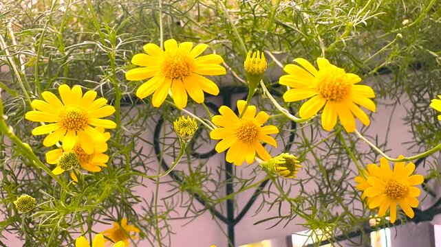 Dahlberg daisy in hanging flower pot on condominium balcony