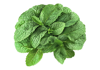 Fresh green mint leaves forming human brain.
