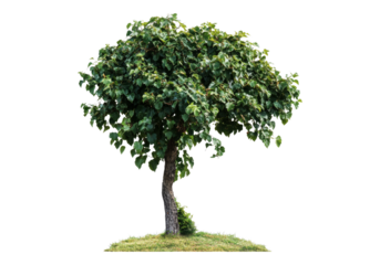 Young tree with green leaves.