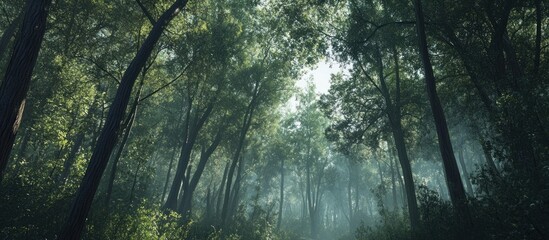 Obraz premium Misty forest path with tall trees and sunlight filtering through the canopy.
