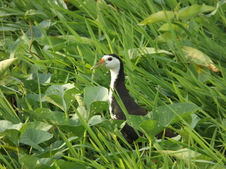Various types of beautiful birds can be found in nature around the house.