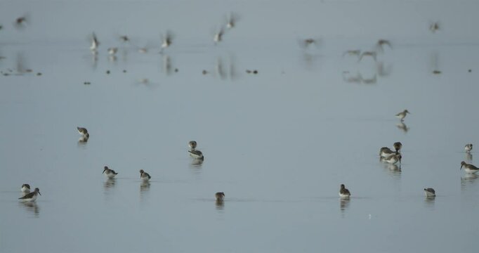 Flock of Dunlins (Calidris alpina), the Camargue in winter, France