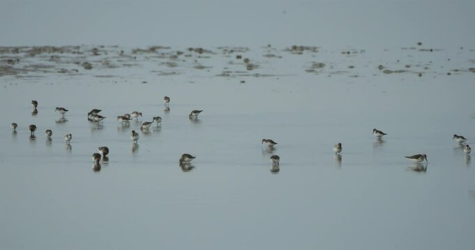 Flock of Dunlins (Calidris alpina), the Camargue in winter, France