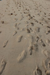 Sand ripples on the beach