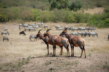 Topi Antelope in the Savannah of Africa