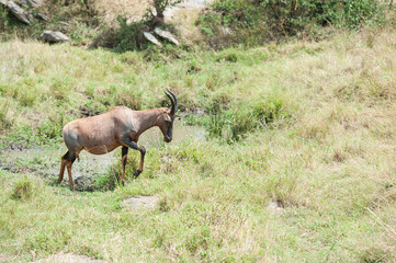 Topi Antelope in the Savannah of Africa