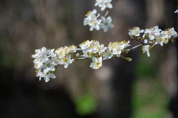 Close-up of a beautiful tree with blooming white flowers in spring