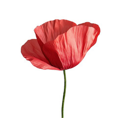 A single red poppy blossom with delicate petals isolated on transparent background
