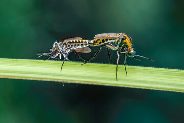 Toxophora amphitea mating